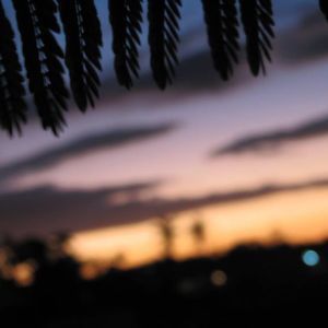 Meet your Posher, Alanis tairí